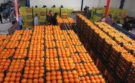 توزیع میوه تنظیم بازاری از فردا در سیستان و بلوچستان