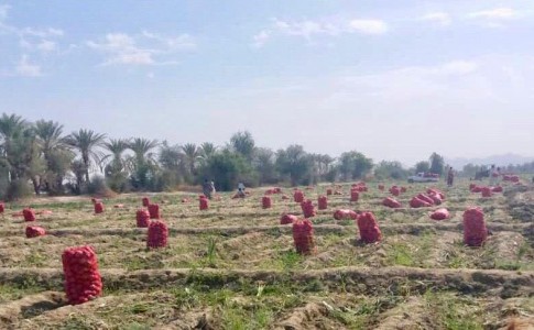 ۱۵هزارتن پیاز از اراضی کشاورزی ایرانشهر به بازار عرضه می‌شود