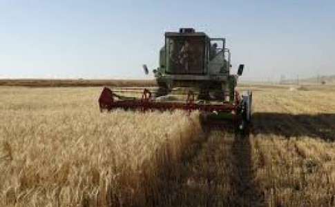 پیش بینی برداشت ۱۸ هزار تن گندم از مزارع کشاورزی دلگان