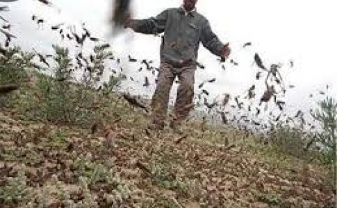 سم پاشی ۵۰۰ هکتار از اراضی کشاورزی دلگان/ آمادگی لازم برای مقابله با ملخ ها