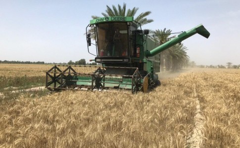 خرید710تن گندم مازاد بر مصرف از کشاورزان سیستان و بلوچستان