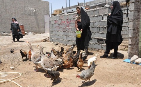 صندوق اعتبارات خرد زنان روستایی وعشایری به۹۷صندوق افزایش یافت