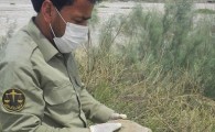 رهاسازی یک قطعه لاک پشت در طبیعت سیستان و بلوچستان