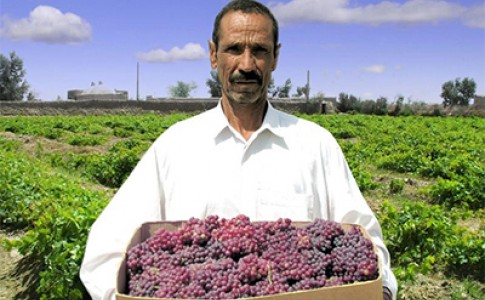 انگور معروف سیستان وارد بازار شد/اختصاص 270 هکتار از باغات زابل به انگور یاقوتی