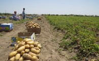 افزون بر چهارهزار سیب زمینی از مزارع ایرانشهر راهی بازار مصرف شد