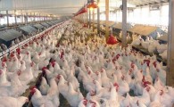 صادرات گوشت سفید؛ شاه کلید حل مشکلات تولیدکنندگان جنوب شرق/ 400 تن مرغ زنده سیستان و بلوچستان آماده عرضه به کشورهای همسایه است