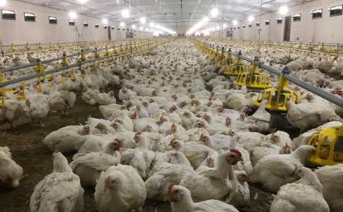 سیستان و بلوچستان سالیانه توان تولید بیش از ۴۰هزار تن گوشت مرغ را داراست