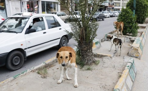 زوزه سگ های ولگرد لالایی شبانه شهروندان زاهدانی/ خطر حیوان گزیدگی در کمین ساکنین حاشیه شهر