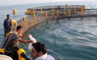 دریای عمان ظرفیت پرورش 45 هزار تن ماهی را در سال دارد/آبزی پروری زمینه ساز امنیت غذایی و اشتغال زائی است