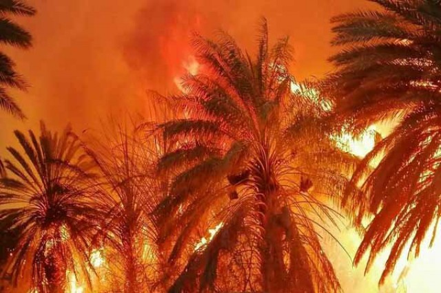 آتش همچنان در جنوب شرق زبانه می کشد/بیمه باغات خرما بهترین راه برای جبران خسارت باغداران