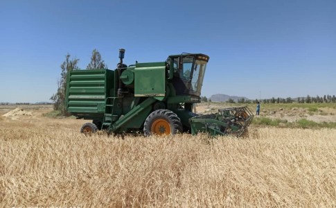 اتمام برداشت گندم در شهرستان خاش/سیوند و بهاران عمده ارقام گندم کشت شده