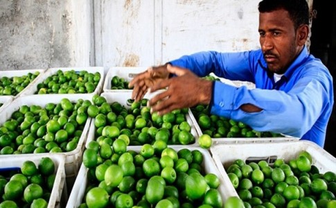 جنوبی‌ترین نقطه کشور فاقد صنایع تبدیلی لیمو/ چوب حراج به باکیفیت‌ترین لیموی کشور در فصل برداشت