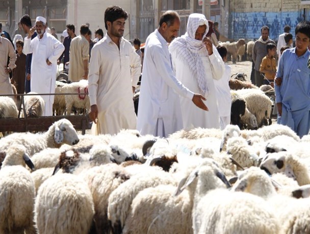 فروشندگان دام در خیابان های سیستان و بلوچستان بساط کردند/ خطر شیوع بیماری های عفونی و کرونا در کمین شهروندان جنوب شرق کشور
