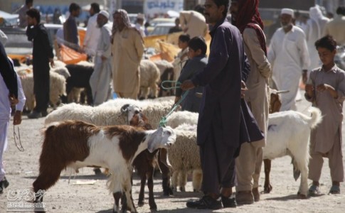 خیابان های ایرانشهر به تصرف گوسفندان در آمد/ شهروندان سیستان و بلوچستان در خطر شیوع کرونا