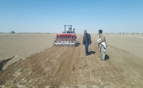 پیش بینی کشت۱۰۰ هزار هکتار محصولات زراعی پاییزه در سیستان وبلوچستان
