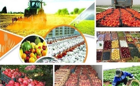 کردستان؛ نگین توسعه بخش کشاورزی در غرب کشور/ از صادرات 160 میلیون دلاری تا تولید 3 میلیون تنی محصولات زراعی