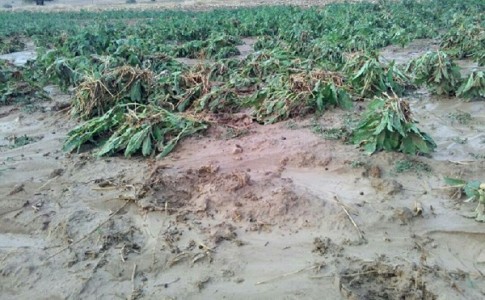 تازیانه 4 پدیده مخرب به بخش کشاورزی جنوب شرق کشور/ گرم باد؛ پرتکرار ترین مخاطره جوی سیستان و بلوچستان