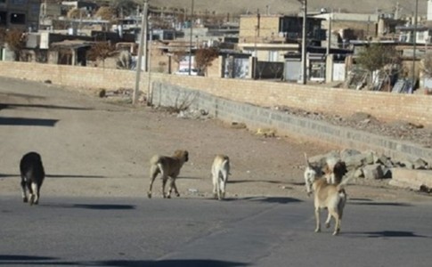 گزارشی از گاز گرفتگی سگ در مهر شهر نداشتیم