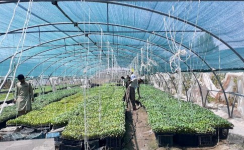 تولیدبیش از سه میلیون نشائ گوجه‌فرنگی در شهرستان فنوج