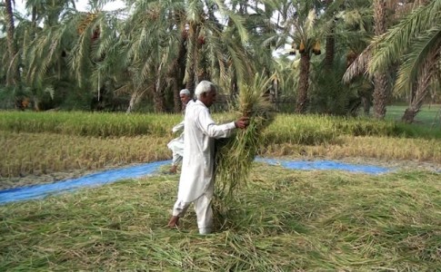 اختصاص 850 هکتار از اراضی نیکشهر به کشت برنج/ بارش های 2 سال اخیر شوقی وصف ناپذیر به کشاورزی بخشید