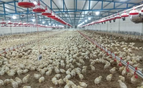 تولید ۴٨٠ تن  گوشت مرغ در واحد های مرغداری زابل/ برنامه های جهاد کشاورزی در مسیر جهش تولید