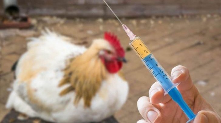 اجرای طرح واکسیناسیون علیه بیماری نیوکاسل در طیور بومی سیستان و بلوچستان ‏
