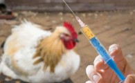 اجرای طرح واکسیناسیون علیه بیماری نیوکاسل در طیور بومی سیستان و بلوچستان ‏