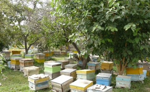 تولید بیش از ٧ تن عسل در خاش/ ظرفیتی که 2 برابر شد