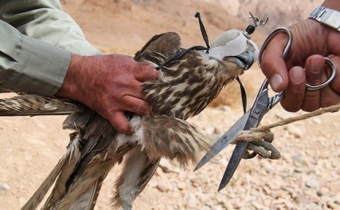 نوار ساحلی جنوب شرق کشور در کانون توجه افراد سودجو/ برخورد قاطع محیط زیست با متخلفان زنده گیری پرندگان شکاری