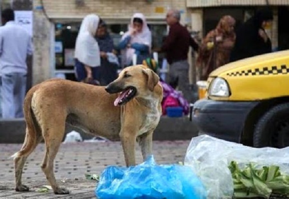سگ های بلاصاحب سوهان روح مردم در سیستان وبلوچستان/سگ سانان مهمترین ناقلین هاری هستند