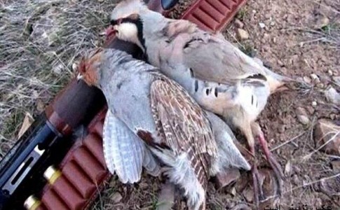 جریمه نقدی شکارچی دو قطعه پرنده در شهر بزمان