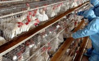آنفلوانزای پرندگان در مراکز پرورش طیور کمین کرده است/هشدارهای بهداشتی را جدی بگیرید