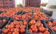 ارجحیت با صادرات؛ وضعیت بازار گوجه همچنان قرمز/ وقتی اپیدمی بی تدبیری در دولت تدبیر درمانی ندارد