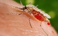 فعالیت چهار گونه ناقل مالاریا در سراوان/ افرادی که در مرز تردد دارند بیشتر مورد خطر ابتلا قرار دارند