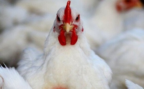 قیمت مرغ به ٢٧ هزار تومان افزایش یافت