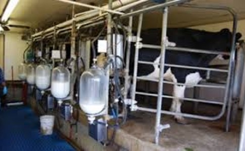 الزام به حمل شیر گاوداری های صنعتی با مجوز بهداشتی دامپزشکی