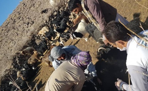 واکسیناسیون و سم پاشی 14800 راس دام در ایرانشهر