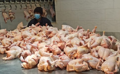 گوشت مرغ براساس درصد نهاده دریا‌فتی تحویل کشتارگاه شود/ایجاد اشتغال برای ۳۰ نفر