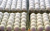 ممنوعیت عرضه تخم مرغ فاقد بسته بندی در فروشگاه های سیستان و بلوچستان