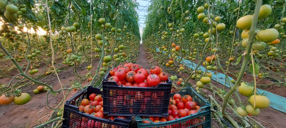 صادرات 300 تن گوجه‌فرنگی تولیدی میرجاوه به خارج از کشور
