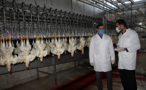 فعالیت کشتارگاه طیور، شاه کلید موفقیت در توسعه صنعت مرغداری سیستان وبلوچستان