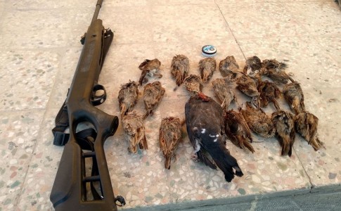 شکارچیان 20 قطعه پرنده شکار شدند