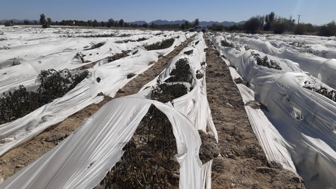 سرمای شدید شبانه بیش از۳۲ میلیارد ریال به کشاورزان راسک خسارت زد