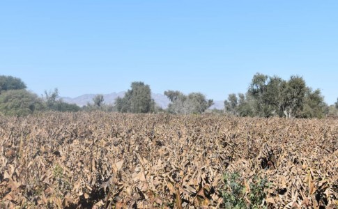 سرمازدگی بیش از ۶٠٠ میلیارد ریال به بخش کشاورزی سیستان وبلوچستان خسارت زد