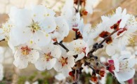 گزارش تصویری/ شکوفه های بهاری در زمستان سراوان  