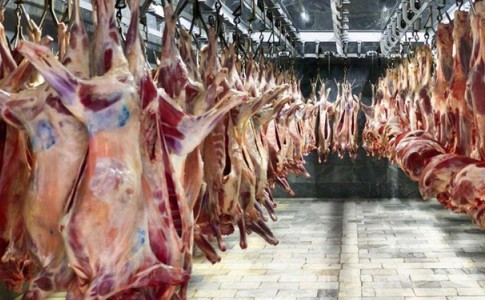۴ دلیل افزایش قیمت گوشت/ دامداران دام عرضه نمی کنند تا به قیمت گرانتری بفروشند