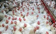 جدال بر سر تهیه گوشت سفید در سیستان و بلوچستان تمامی ندارد/ کمبود مرغ زنده مراکز عرضه فروش را به تعطیلی کشاند!