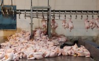 نظارت بر عرضه گوشت مرغ تشدید شد/ توزیع بیش از ۲۰۰ تن مرغ در بازار،  طی دو ماه اخیر