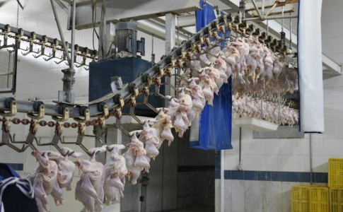 تولید سالیانه حدود ٣٠ هزارتن گوشت مرغ در سیستان و بلوچستان