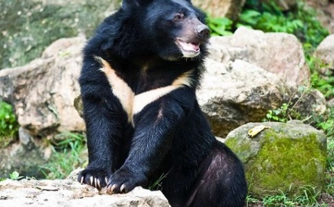 بیدار شدن خرس سیاه آسیایی از خواب زمستانی در نیکشهر